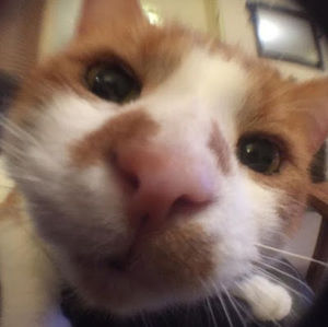 Meet your Posher, Griffin